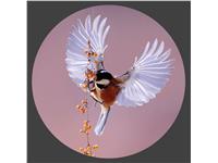 Een Wanddecoratie Bright Wings 020 50x50cm Pure Metal koop je bij Meubels and More