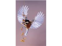 Een Wanddecoratie Bright Wings 020 98x148cm Dibond wit koop je bij Meubels and More