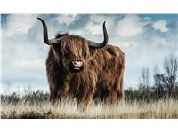 Een Wanddecoratie European Wildlife 008 118x70cm Dibond wit koop je bij Meubels and More