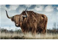 Een Wanddecoratie European Wildlife 009 118x70cm Dibond wit koop je bij Meubels and More