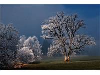 Een Wanddecoratie Winter Wonders 007 148x98cm Dibond wit koop je bij Meubels and More