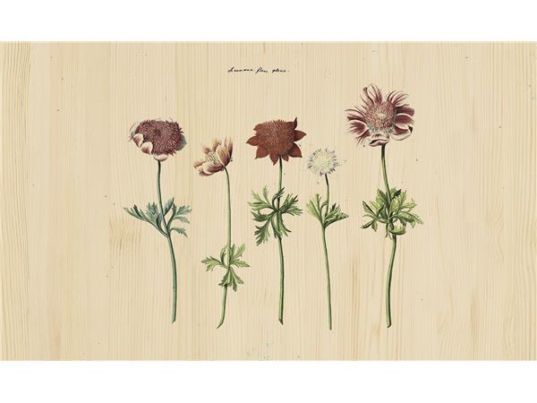 Een Wanddecoratie Botanical Stories 016 118x70cm Hout met leren lussen koop je bij Meubels and More