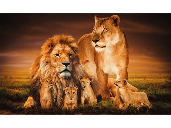 Een Wanddecoratie The Lion Family 118x70cm Glas koop je bij Meubels and More