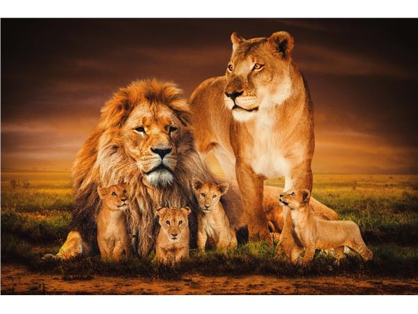 Een Wanddecoratie The Lion Family 148x98cm Glas koop je bij Meubels and More