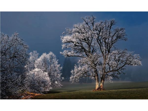 Een Wanddecoratie Winter Wonders 007 118x70cm Dibond wit koop je bij Meubels and More