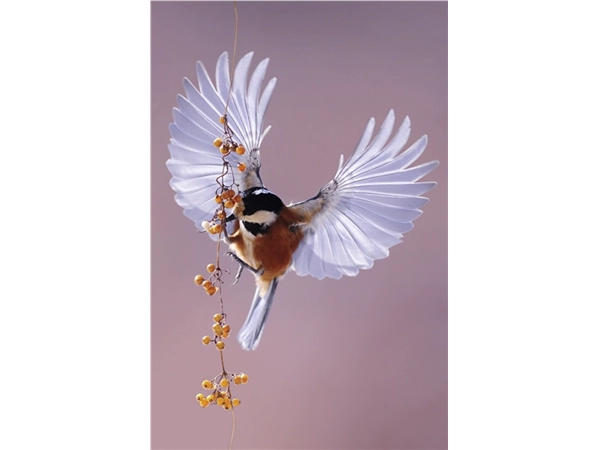 Een Wanddecoratie Bright Wings 020 98x148cm Dibond wit koop je bij Meubels and More