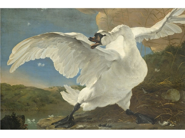 Een Wanddecoratie The Threatened Swan by Jan Asselijn 148x98cm Dibond wit koop je bij Meubels and More