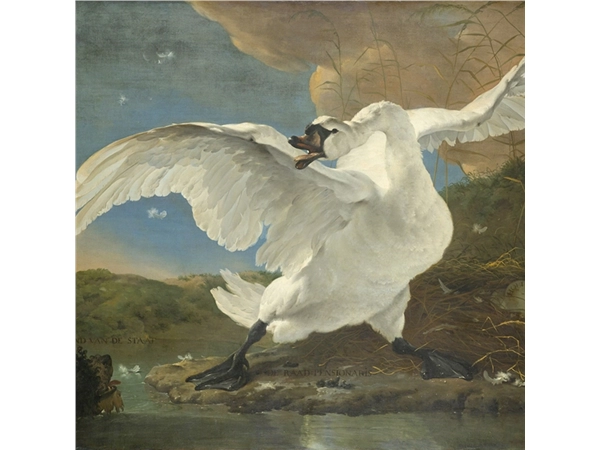 Een Wanddecoratie The Threatened Swan by Jan Asselijn 74x74cm Dibond wit koop je bij Meubels and More