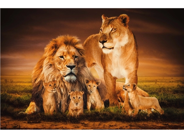 Een Wanddecoratie The Lion Family 148x98cm Glas koop je bij Meubels and More