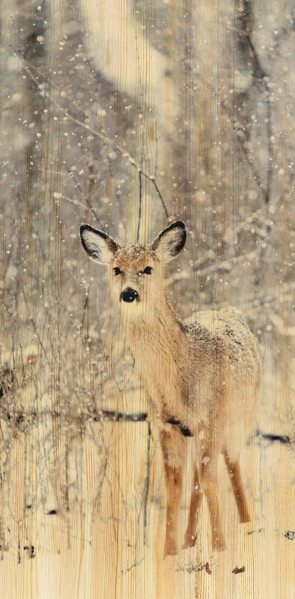 Een Wanddecoratie European Wildlife 007 48x98cm Hout met leren lussen koop je bij Meubels and More