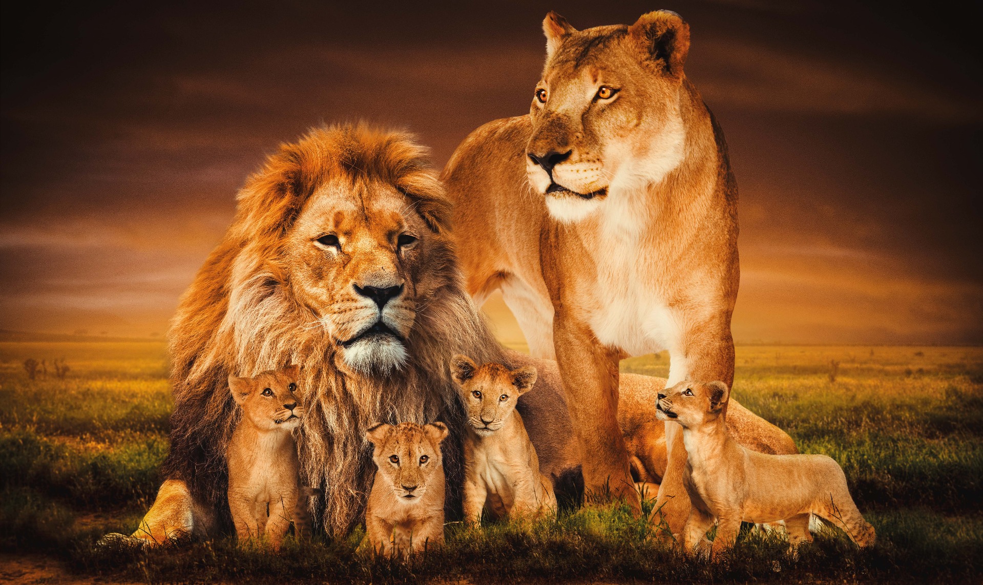 Een Wanddecoratie The Lion Family 118x70cm Glas koop je bij Meubels and More