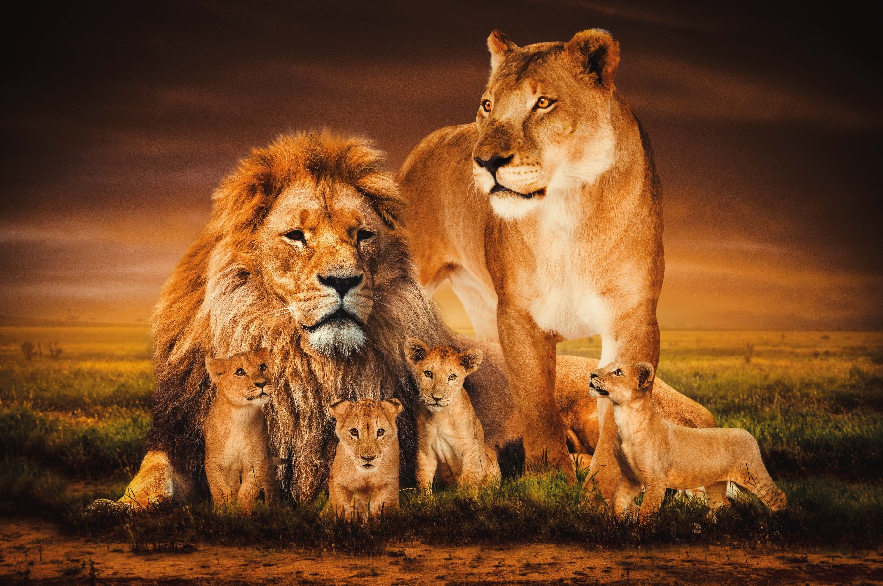 Een Wanddecoratie The Lion Family 148x98cm Glas koop je bij Meubels and More