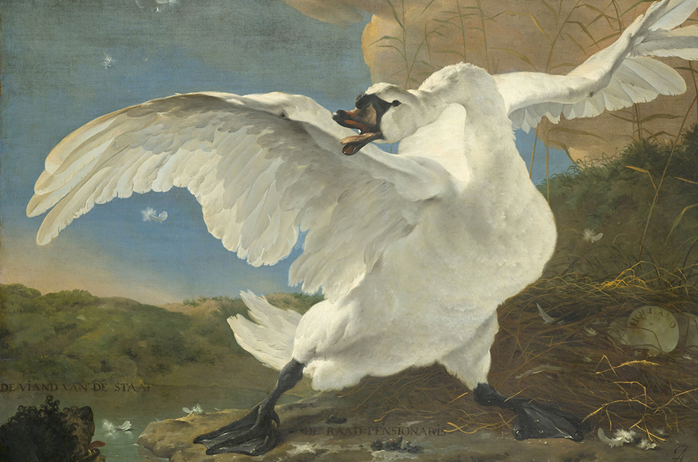 Een Wanddecoratie The Threatened Swan by Jan Asselijn 148x98cm Dibond wit koop je bij Meubels and More