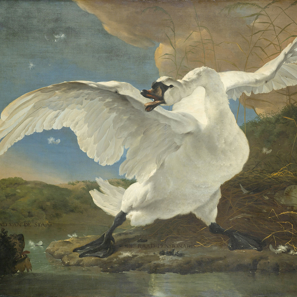 Een Wanddecoratie The Threatened Swan by Jan Asselijn 74x74cm Dibond wit koop je bij Meubels and More