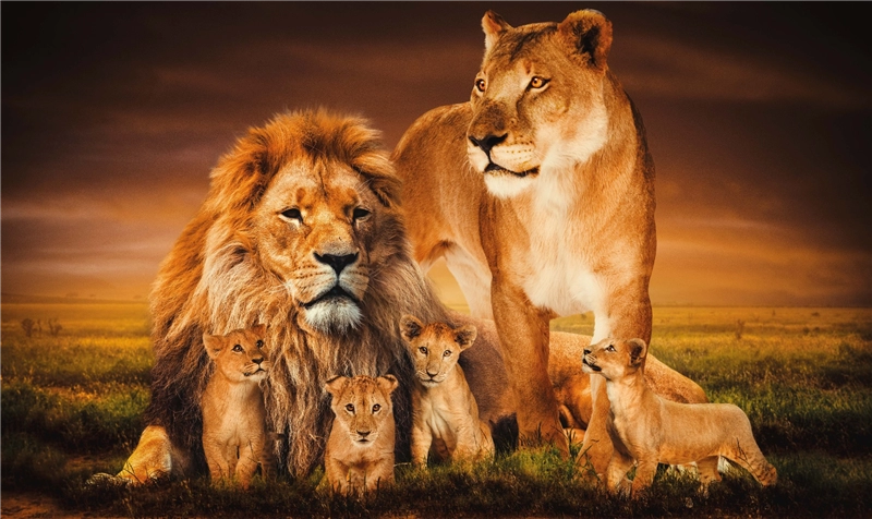 Een Wanddecoratie The Lion Family 118x70cm Glas koop je bij Meubels and More